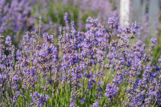 Primo piano di fiori di lavanda con sfondo sfocato