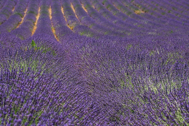 Primo piano di fiori di lavanda viola. Campo di lavanda giornata di sole, cespugli di lavanda in file, viola