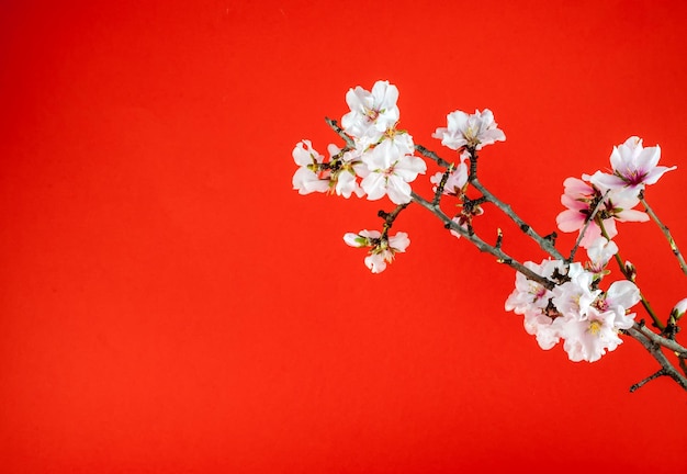 Primo piano di fiori di mandorla bianchi su sfondo colorato