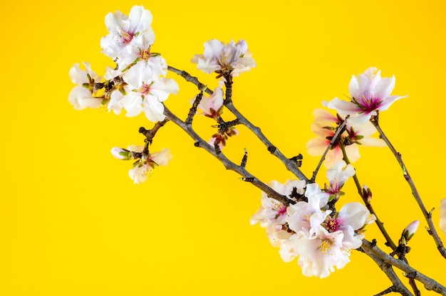 Primo piano di fiori di mandorla bianchi su sfondo colorato