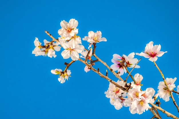 Primo piano di fiori di mandorla bianchi su sfondo colorato