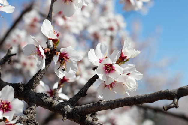 Primo piano di fiori di mandorlo bianco e rosa sul ramo di un albero in primavera