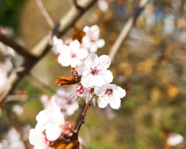 primo piano di fiori di mandorlo in una giornata di sole in Germania alla fine di marzo