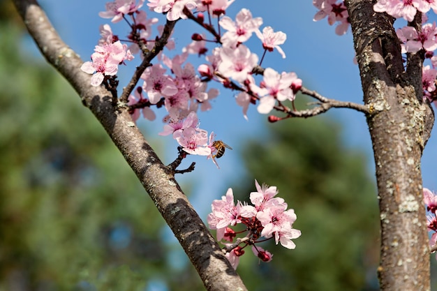 primo piano di fiori di mandorlo