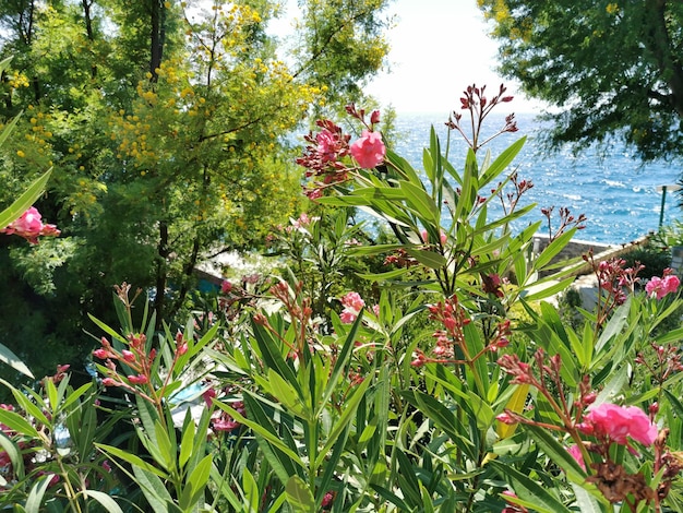 Primo piano di fiori di oleandro rosso sullo sfondo del Mar Mediterraneo blu