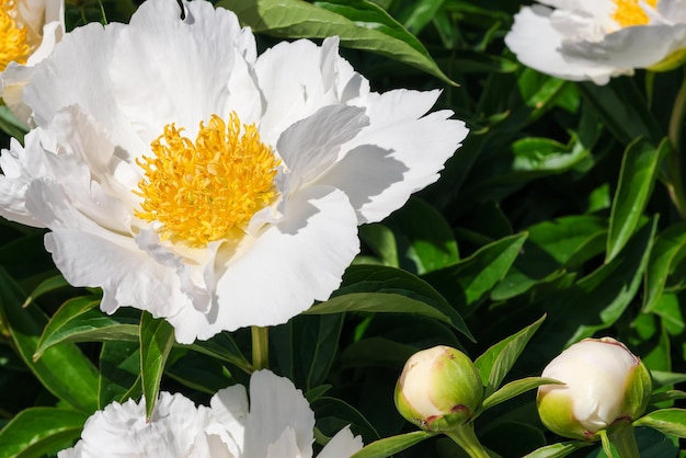 Primo piano di fiori di peonia bianca