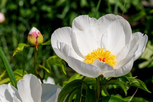 Primo piano di fiori di peonia bianca