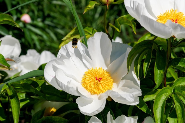 Primo piano di fiori di peonia bianca