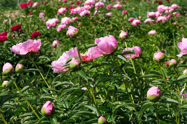 Primo piano di fiori di peonia rosa