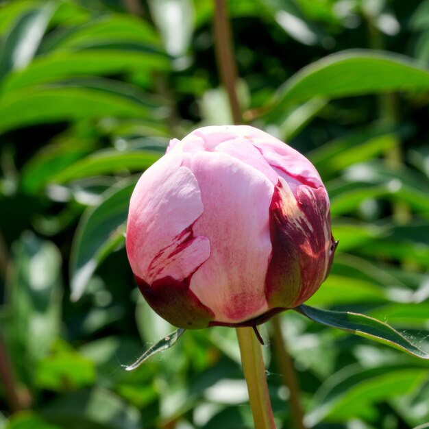 Primo piano di fiori di peonia rosa