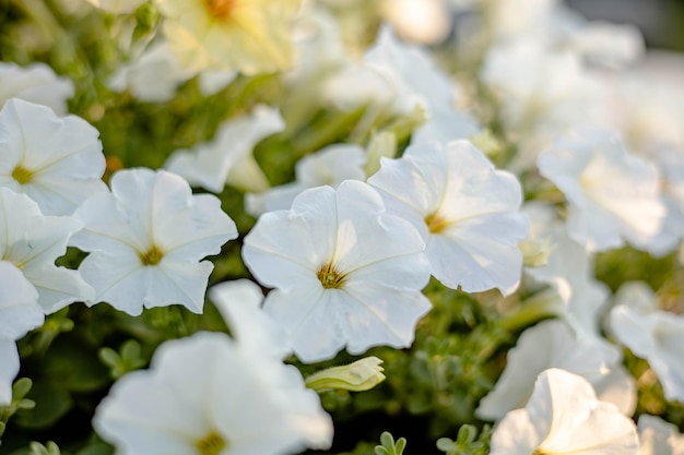 Primo piano di fiori di petunia bianca su sfondo sfocato della natura