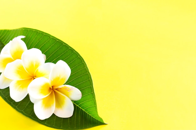 Primo piano di fiori di plumeria con foglia verde su sfondo giallo con spazio di copia