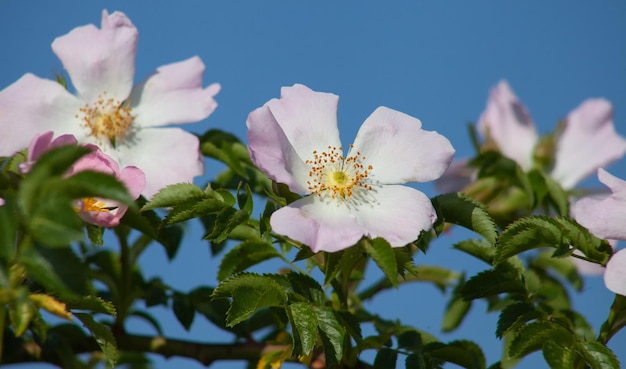 Primo piano di fiori di rosa selvatica su uno sfondo di cielo blu