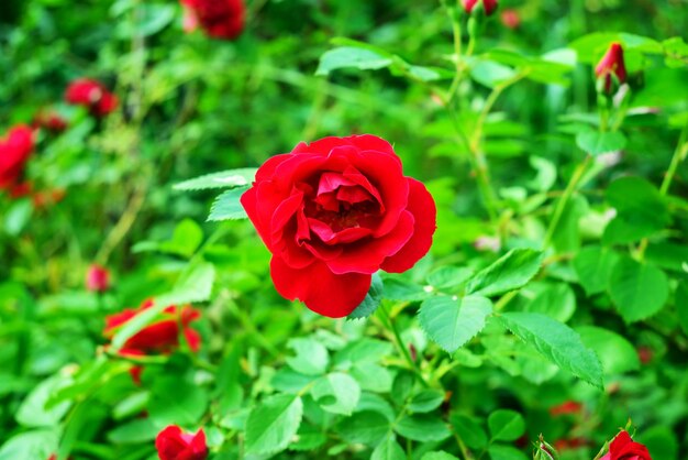 Primo piano di fiori di rosa spray rosso