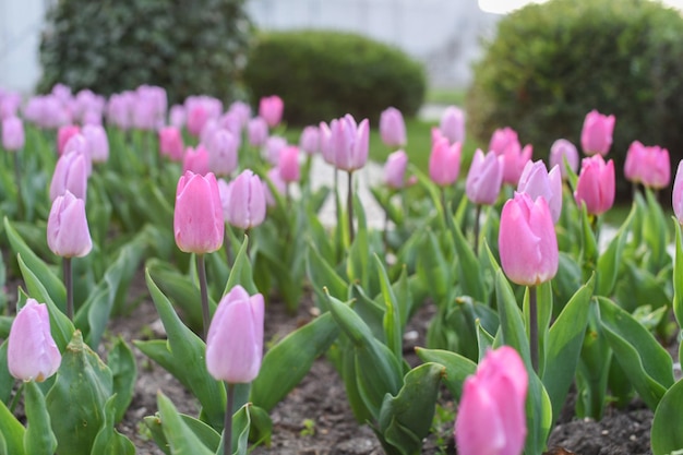 Primo piano di fiori di tulipani rosa con foglie verdi nel parco all'aperto