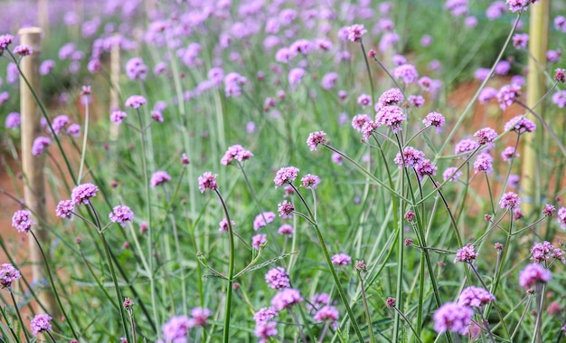 Primo piano di fiori di verbena viola in giardino