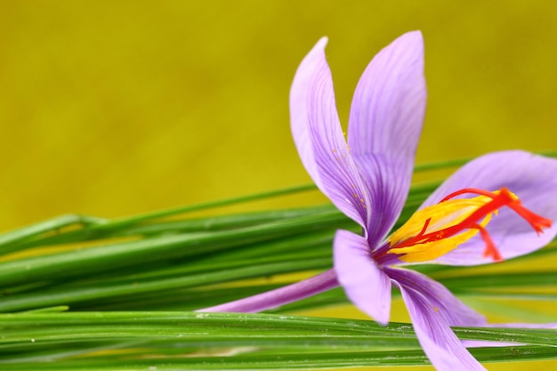 Primo piano di fiori di zafferano