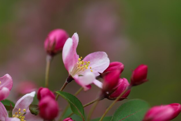 primo piano di fiori e boccioli di alberi da frutto con messa a fuoco selettiva