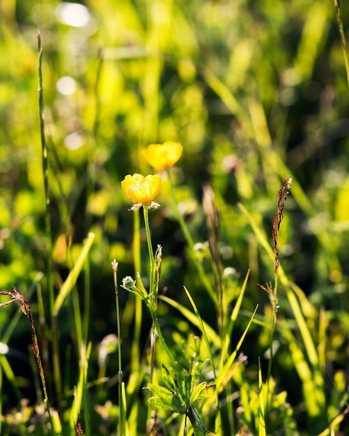 Primo piano di fiori Fiori gialli crescono nel campo Parco Giardino Fiori Natura Ranuncoli