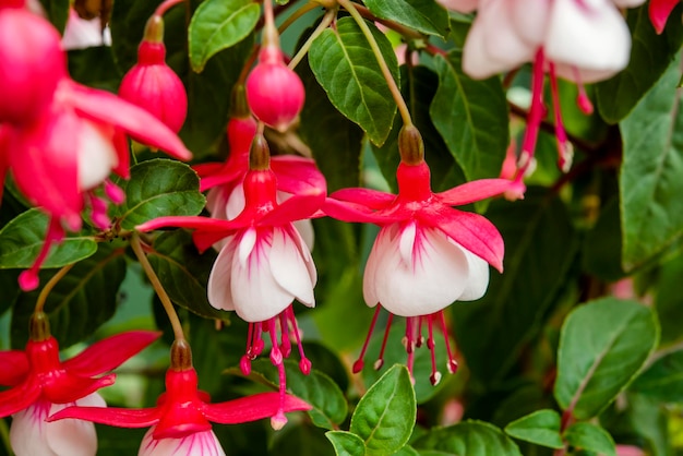 Primo piano di fiori fucsia rosa e bianchi nel cespuglio verde