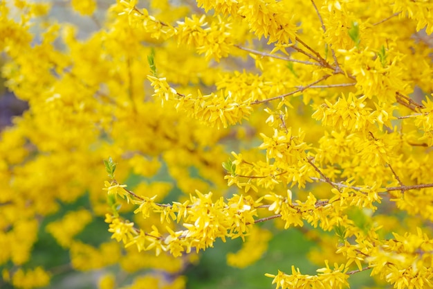 Primo piano di fiori gialli di ginestra su sfondo grigio sfocato