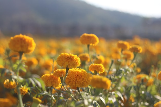 Primo piano di fiori gialli su sfondo sfocato sotto la luce del sole