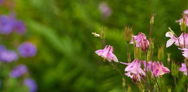 Primo piano di fiori rosa comuni di columbine con sfondo bokeh copia spazio Crescente aquilegia vulgaris su lussureggianti gambi di giardino domestico Appassionato di orticoltura da cortile e flora in fiore agricoltura