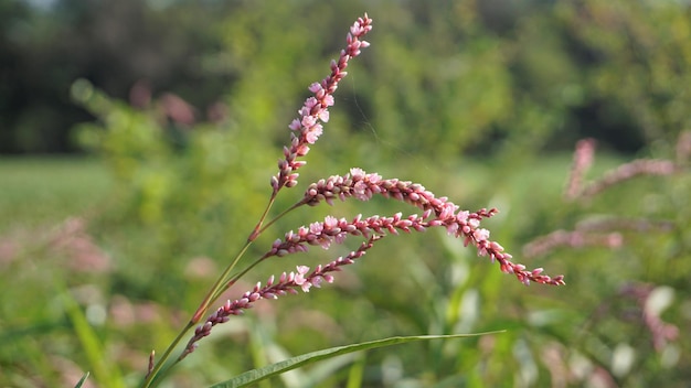 Primo piano di fiori rosa di Persicaria hydropiper Polygonum hydropiper noto anche come acqua pepper marshpepper knotweed ass smart o tade