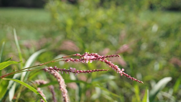 Primo piano di fiori rosa di Persicaria hydropiper Polygonum hydropiper noto anche come acqua pepper marshpepper knotweed ass smart o tade