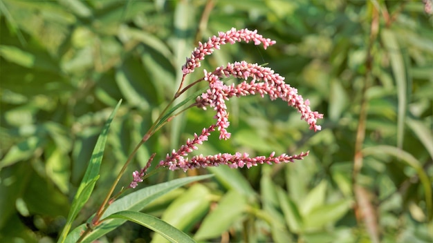 Primo piano di fiori rosa di Persicaria hydropiper Polygonum hydropiper noto anche come acqua pepper marshpepper knotweed ass smart o tade