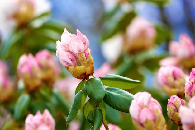 Primo piano di fiori rosa in un parco in primavera al di fuori dei fiori di rododendro che stanno per aprirsi crescendo in un cespuglio contro uno sfondo verde sfocato in un giardino botanico Nuova crescita stagionale