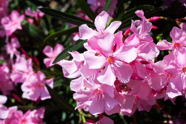 Primo piano di fiori rosa in una giornata soleggiata Romantico e bello