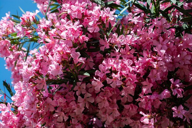 Primo piano di fiori rosa in una giornata soleggiata Romantico e bello