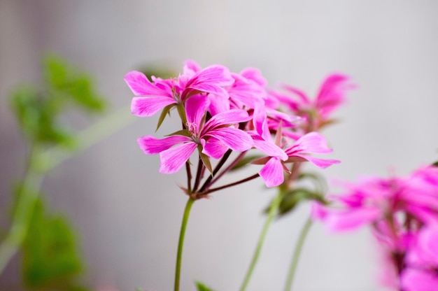 Primo piano di fiori rosa