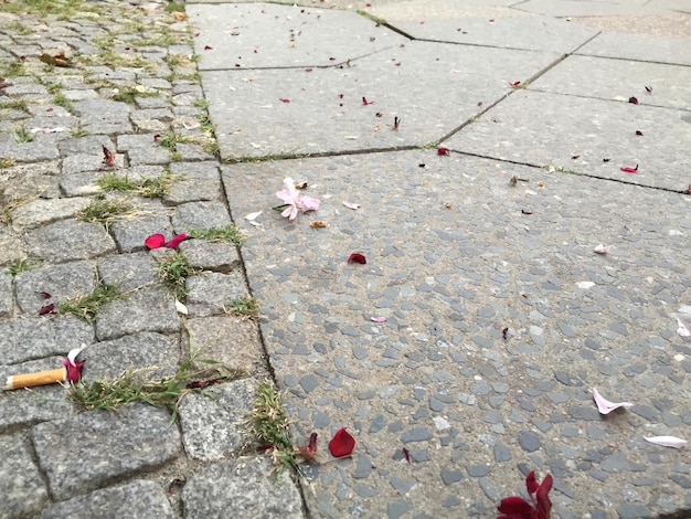 Primo piano di fiori rosa