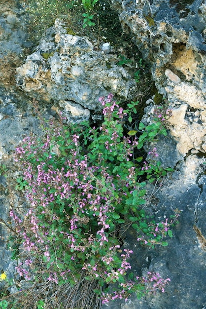 Primo piano di fiori selvatici che crescono su una montagna rocciosa