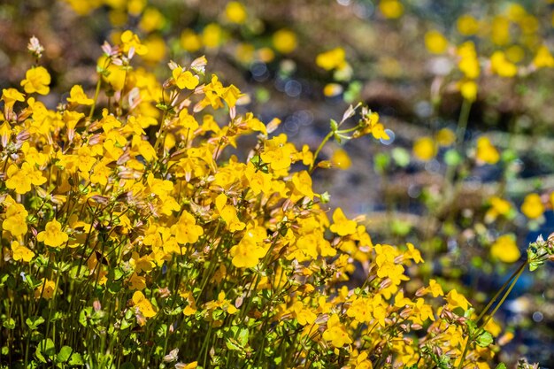 Primo piano di fiori selvatici di scimmia Mimulus guttatus che fiorisce sul litorale di un torrente nel Parco Nazionale di Yosemite Sierra Nevada California