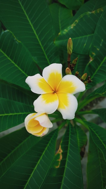 Primo piano di fiori tropicali, piante asiatiche