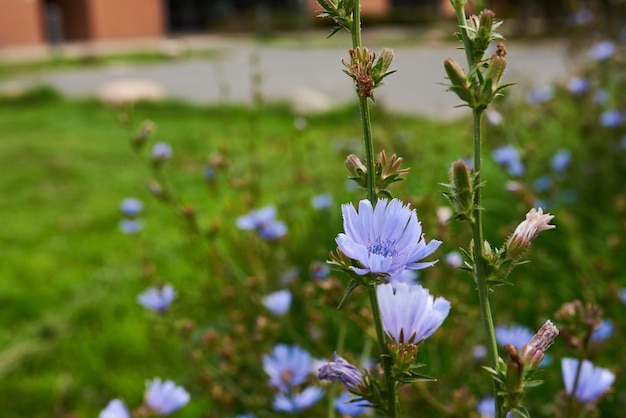 Primo piano di fiori viola che crescono in una giornata piovosa