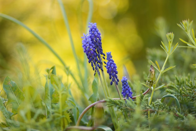 Primo piano di fiori viola che sbocciano all'aperto. Fiore blu muscari che sboccia nel giardino primaverile