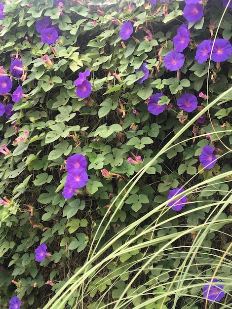 Primo piano di fiori viola Fiori di gloria di mattina