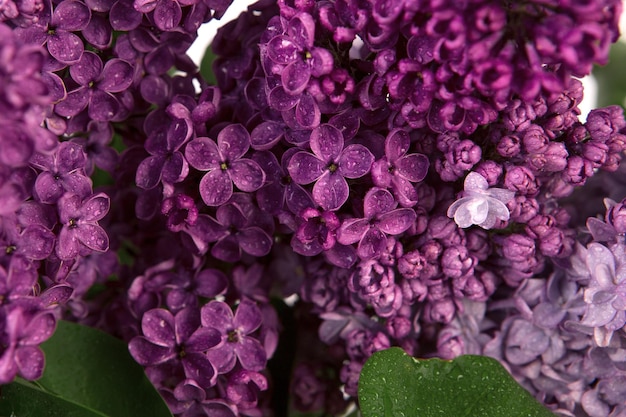 Primo piano di fiori viola lilla con gocce d'acqua.