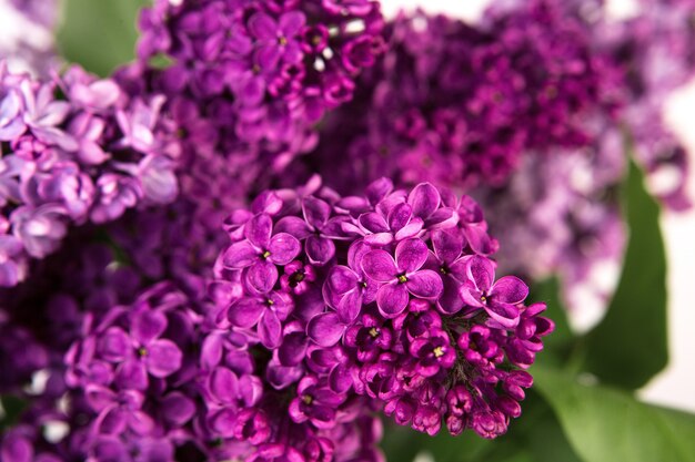 Primo piano di fiori viola lilla di primavera