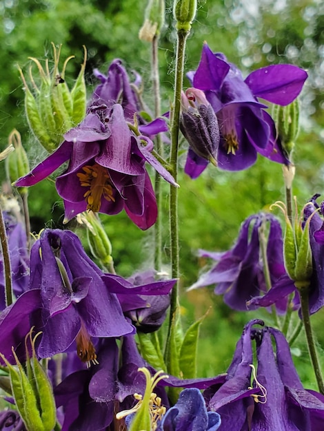 Primo piano di fiori viola scuro che sbocciano aquilegia alpina comune nel giardino sul retro