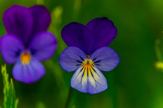 Primo piano di fiori viola su sfondo verde