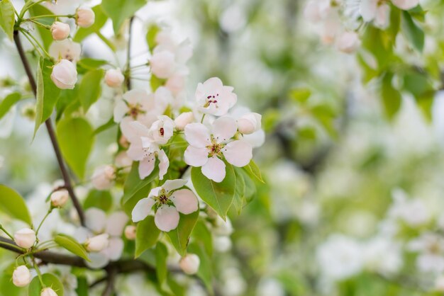 Primo piano di fioritura del fiore della pera nel giardino di primavera