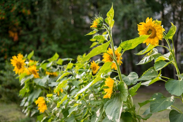 Primo piano di fioritura del girasole dello sfondo naturale del girasole del girasole