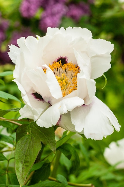 Primo piano di fioritura della peonia