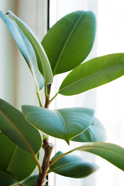 Primo piano di foglia di Ficus Elastica su sfondo bianco Macro Vista frontale