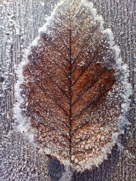 Primo piano di foglie congelate